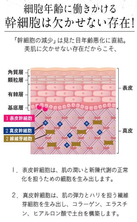 シマボシ レストレーションセラム 口コミ shimaboshi 幹細胞美容液 成分 肌構造